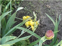 89991f7e-Picture 001.jpg